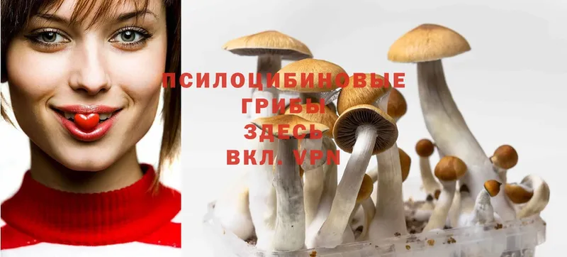 Галлюциногенные грибы Cubensis  Бугульма 